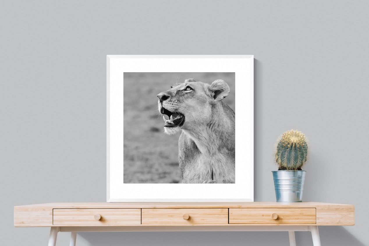 Pixalot Lioness Glance