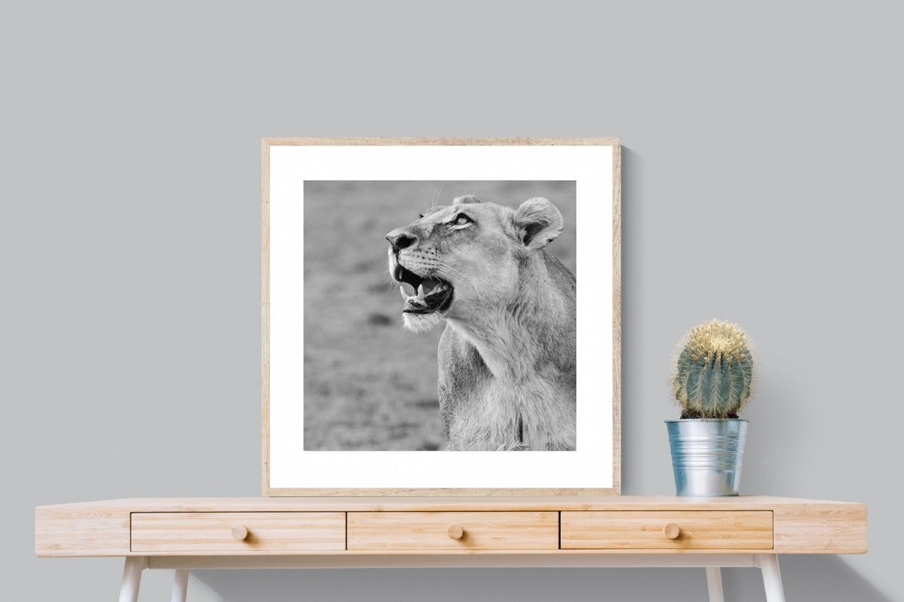 Pixalot Lioness Glance