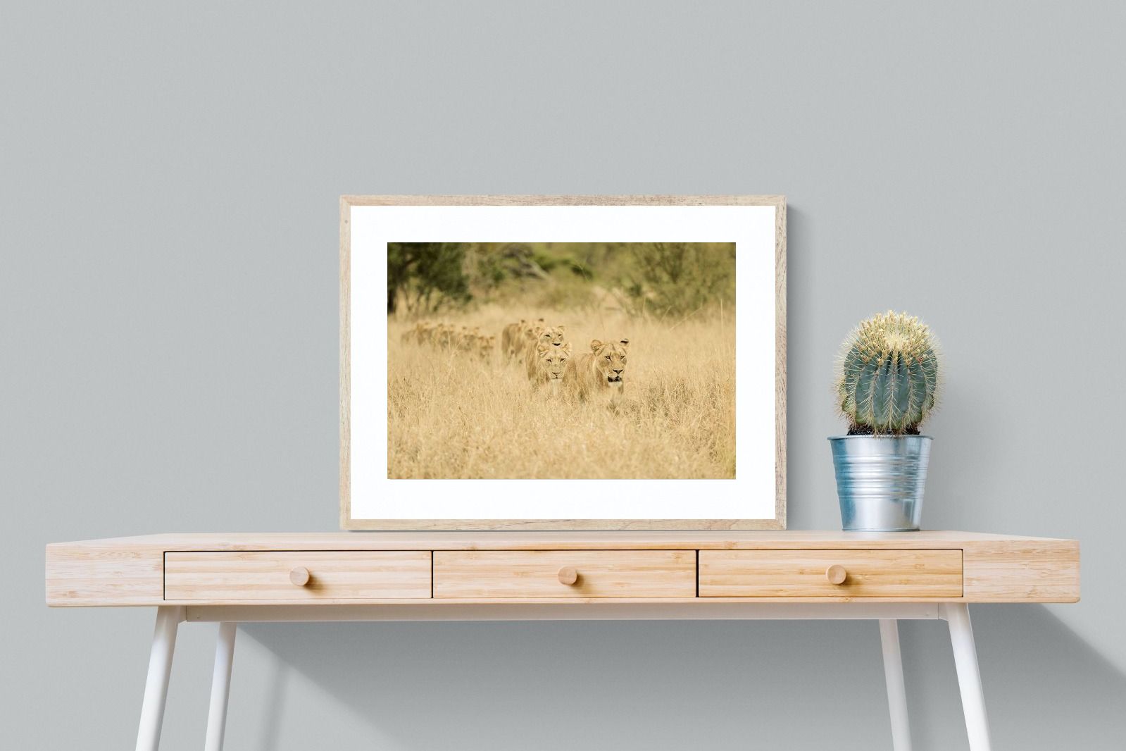 Pixalot Lionesses in Formation