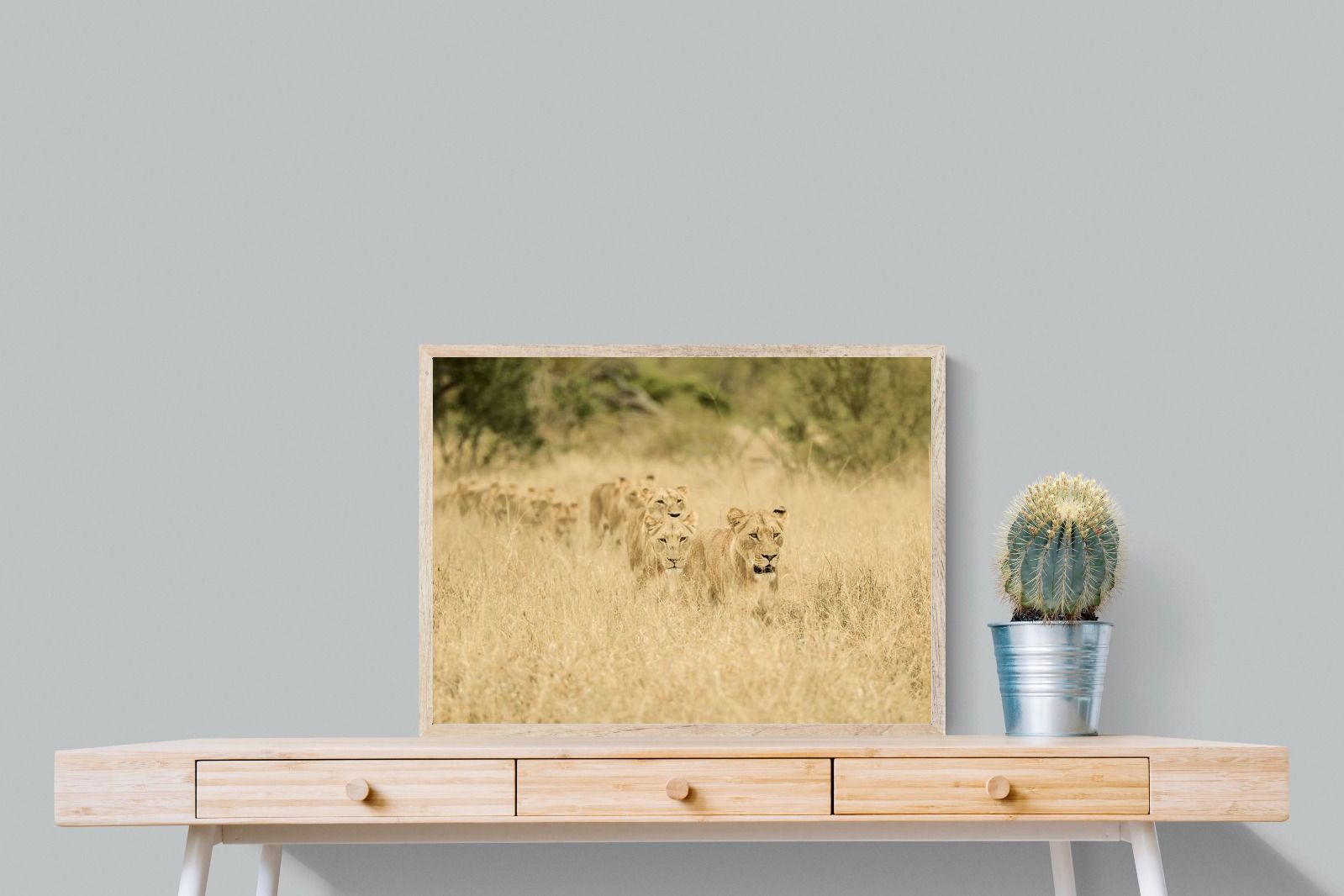 Pixalot Lionesses in Formation