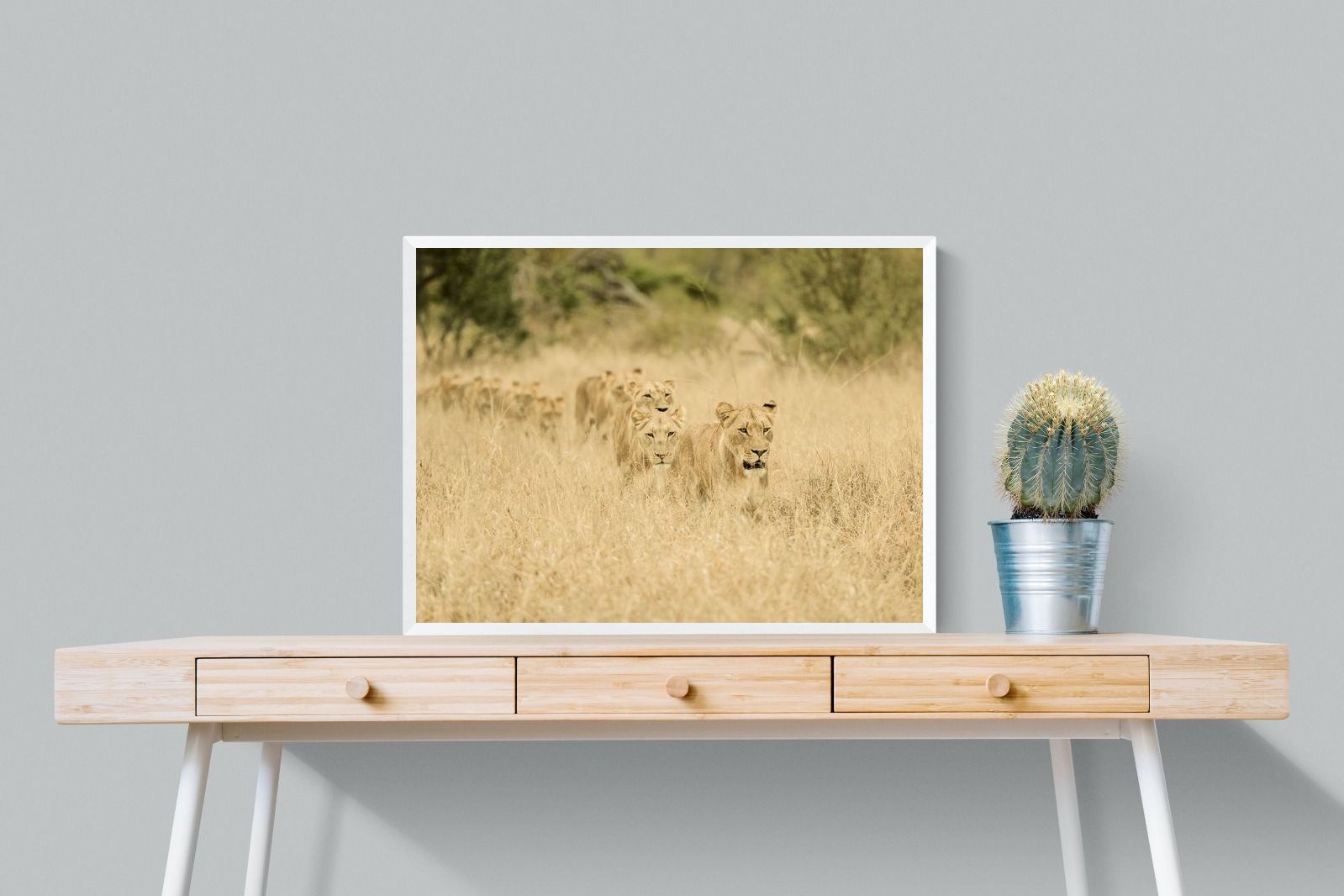 Pixalot Lionesses in Formation