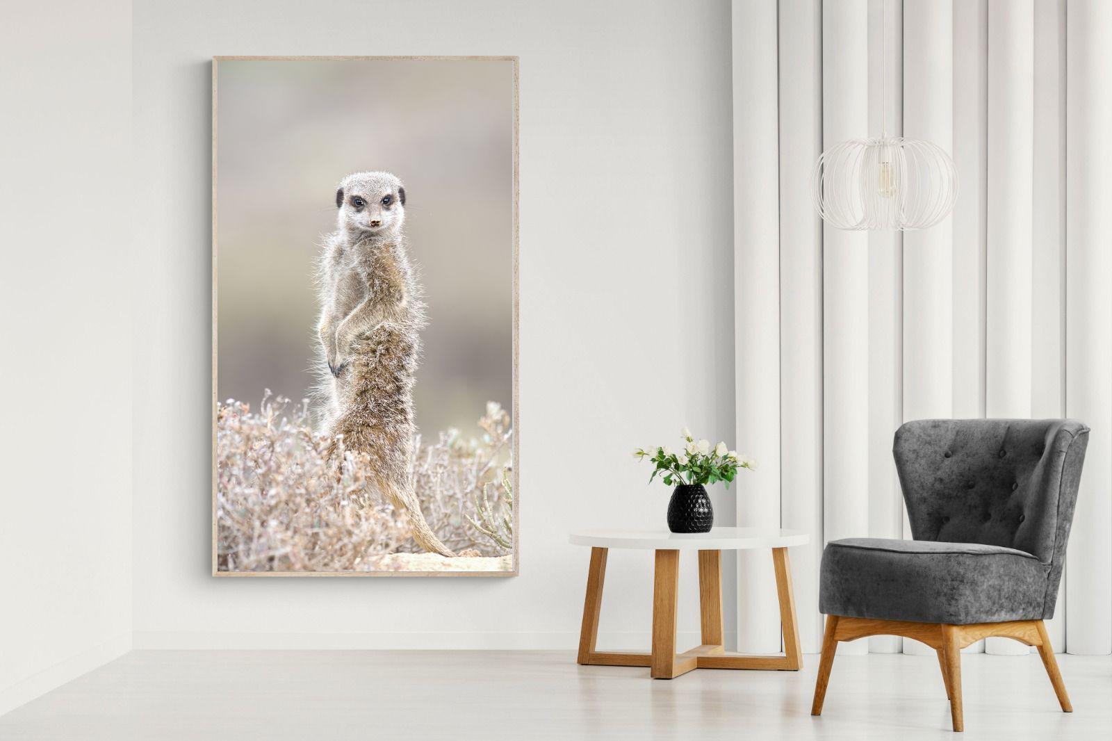 Pixalot Meerkat