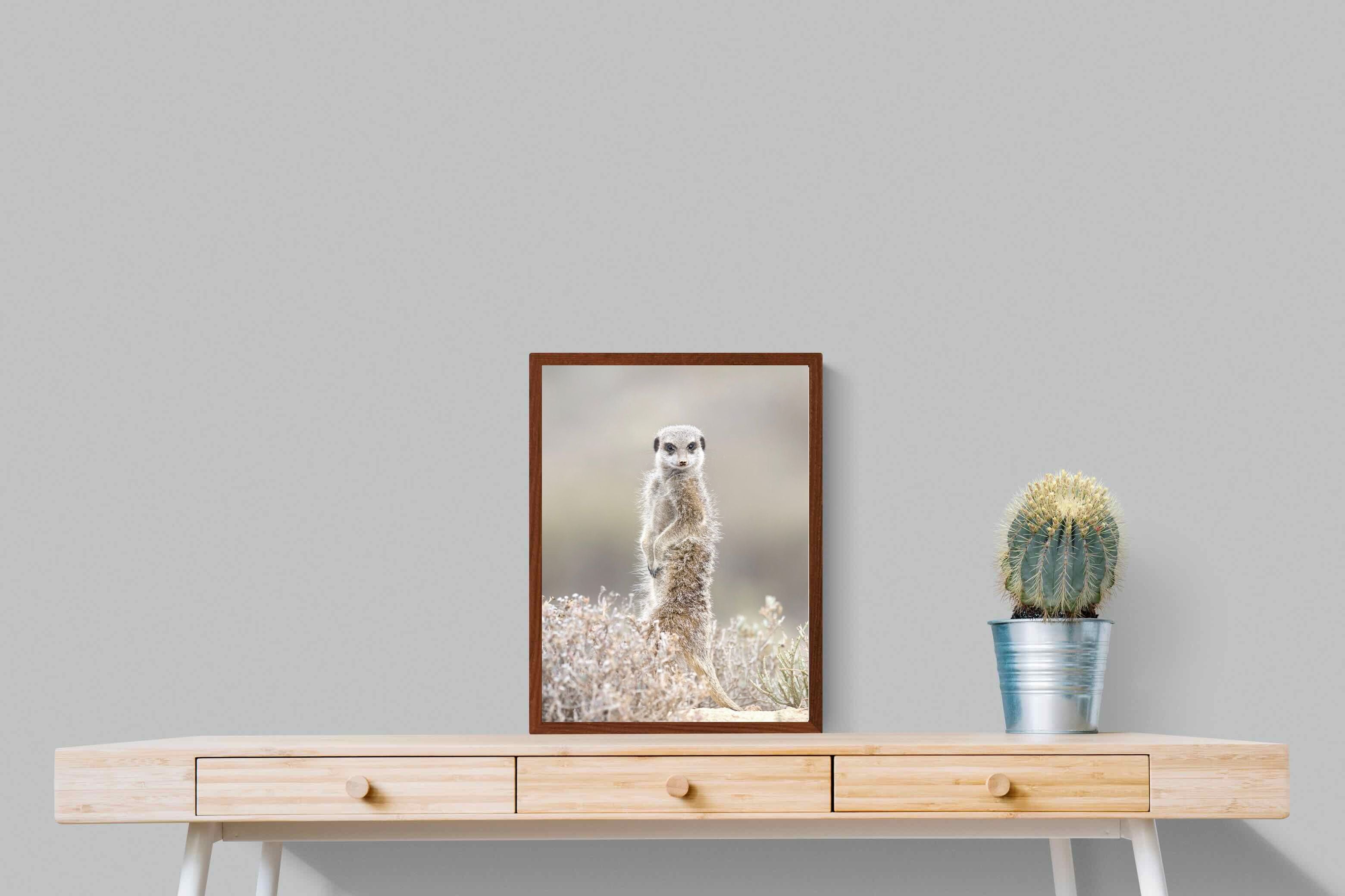 Pixalot Meerkat