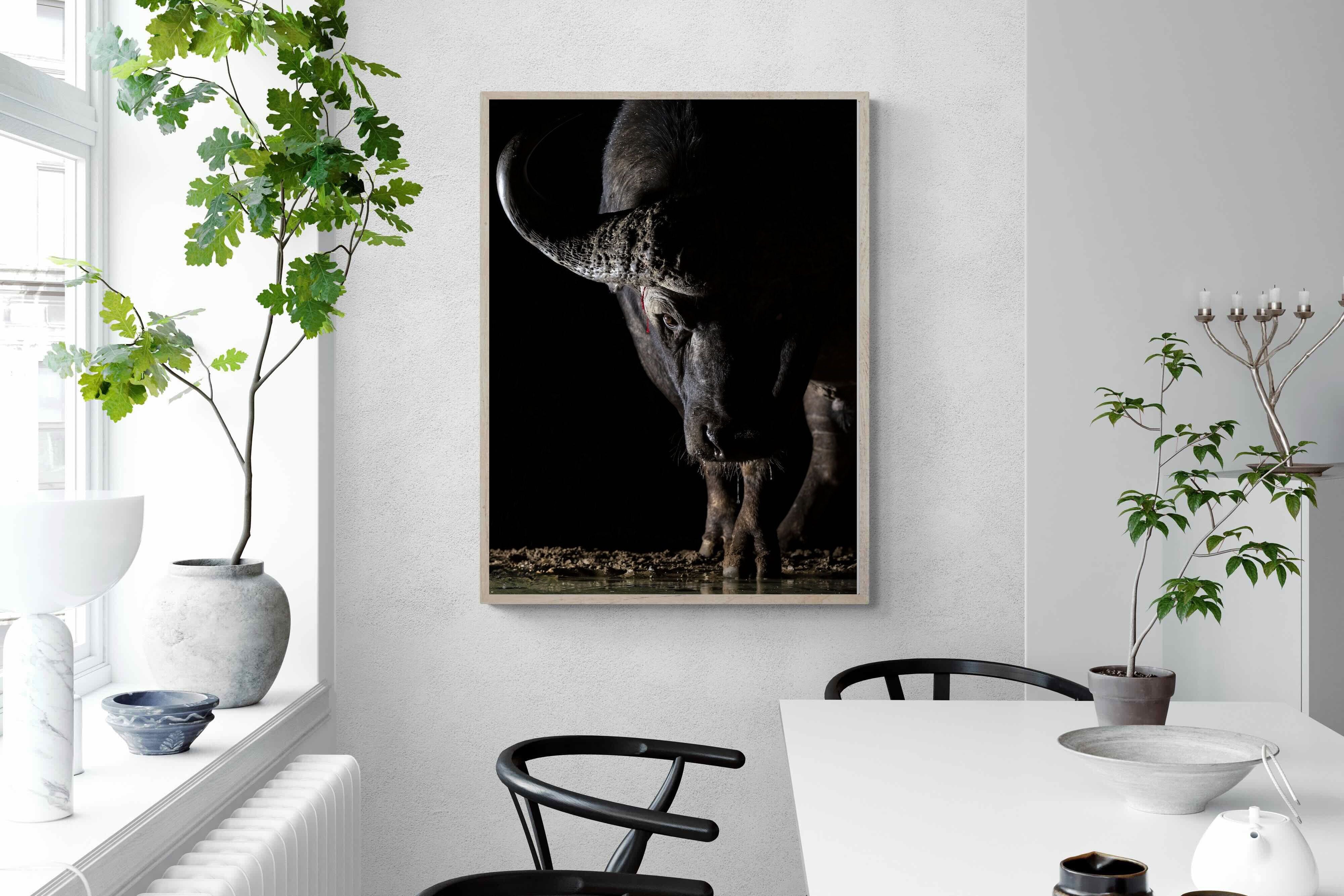 Pixalot Midnight Stare