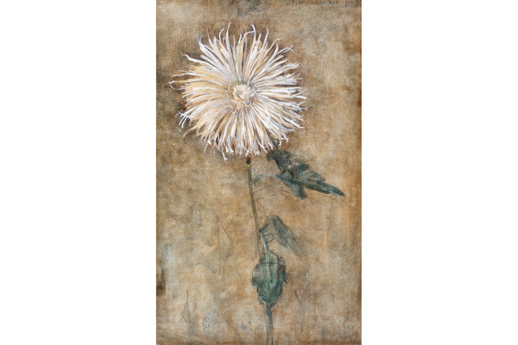 Mondrian Chrysanthemum