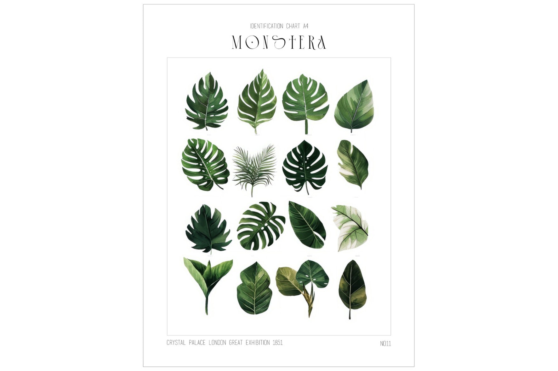 Monstera Illustration Collection