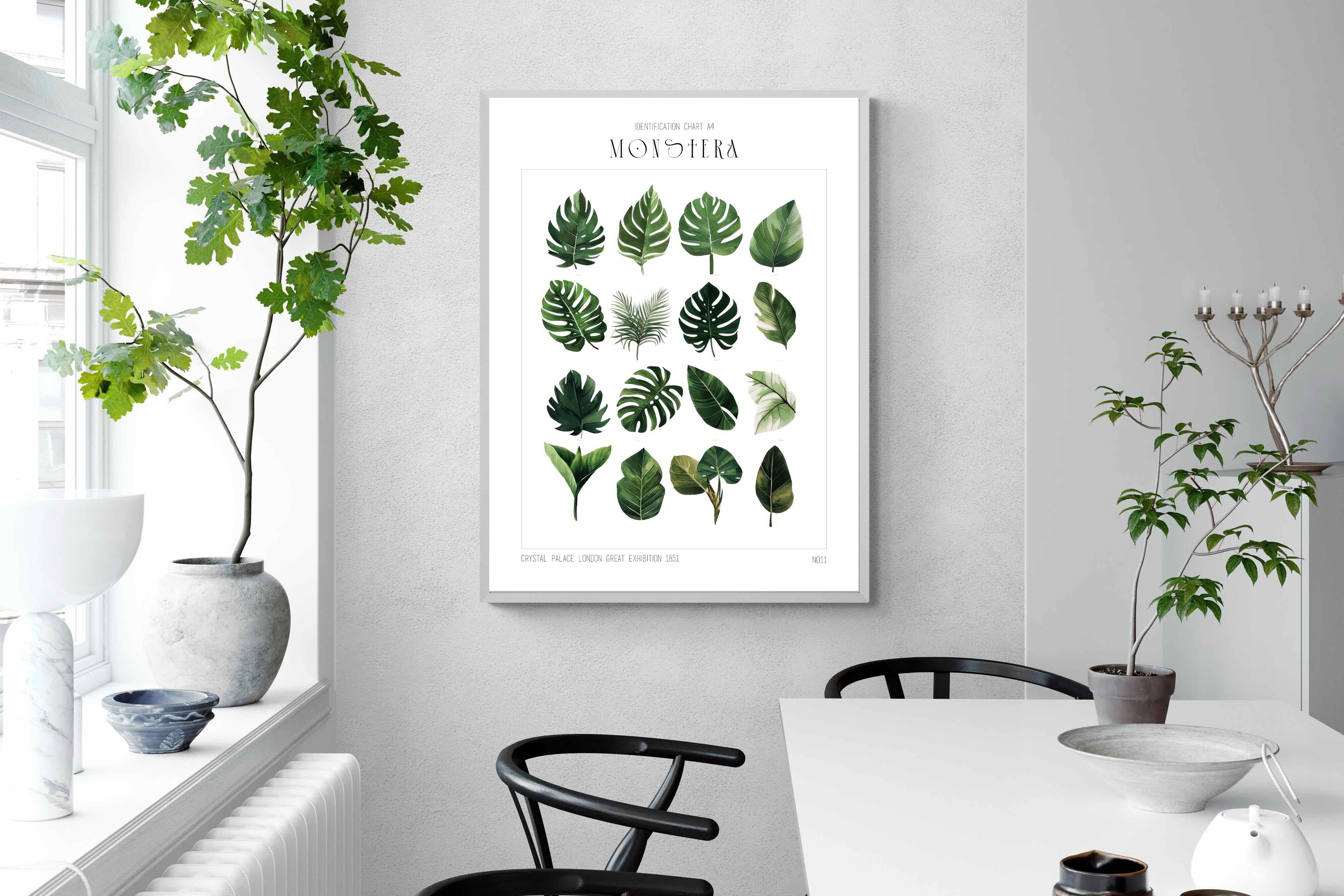 Pixalot Monstera Illustration Collection
