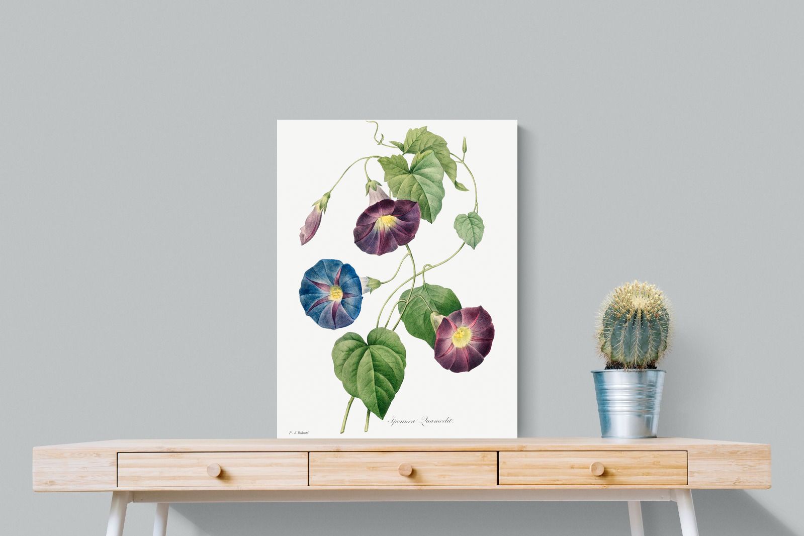 Pixalot Morning Glory Study