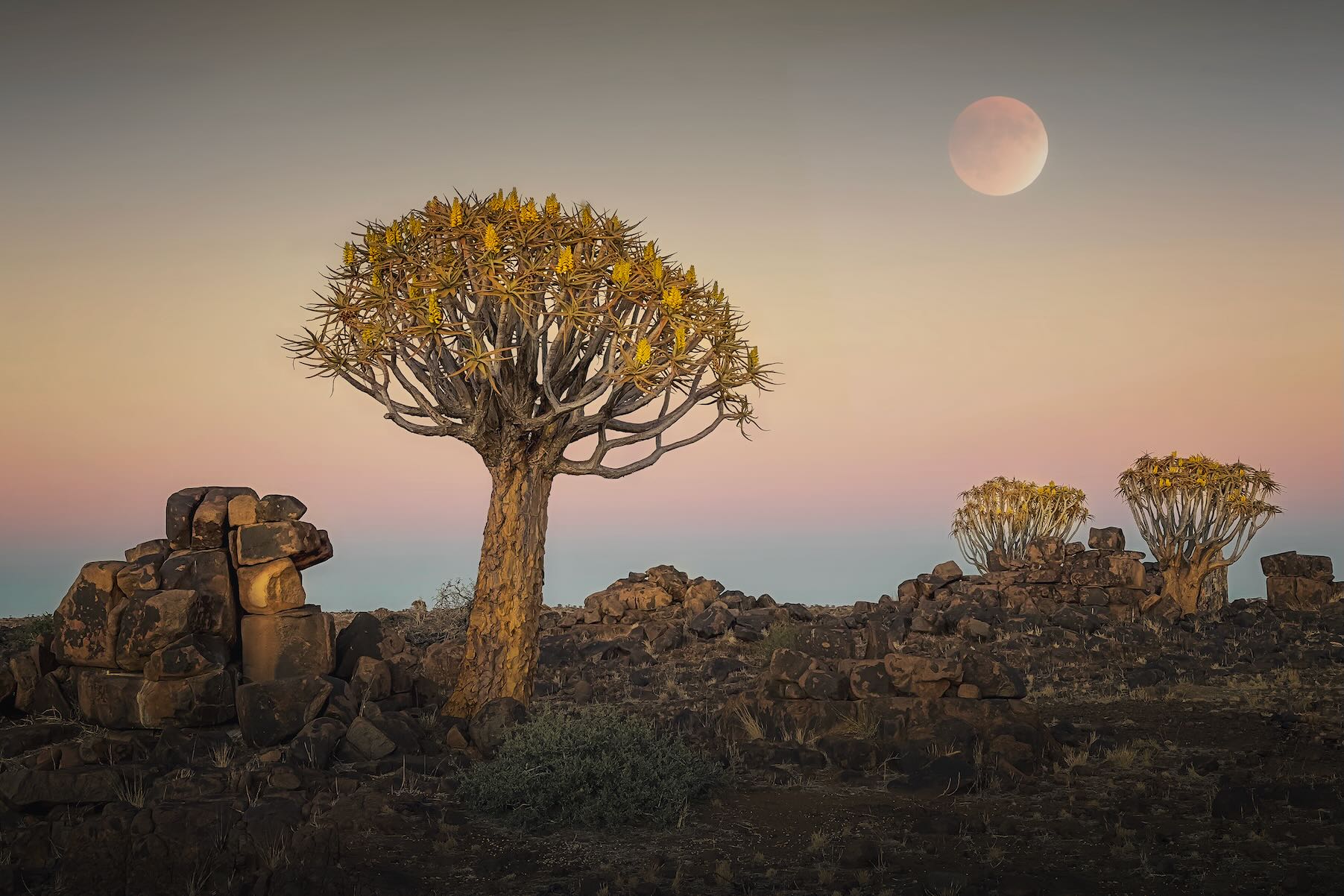 Namibian Quiver Trees