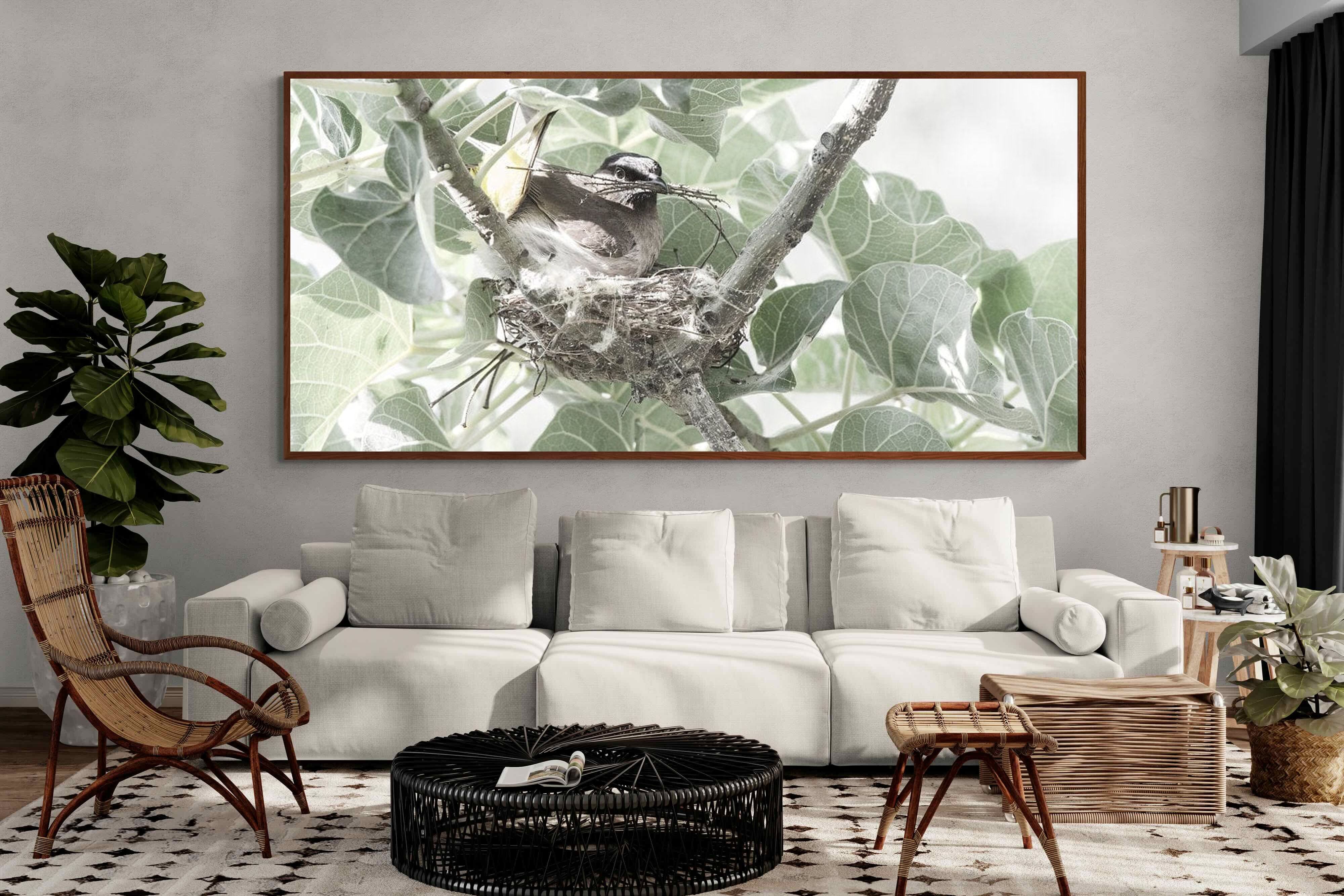 Pixalot Nesting Bulbul