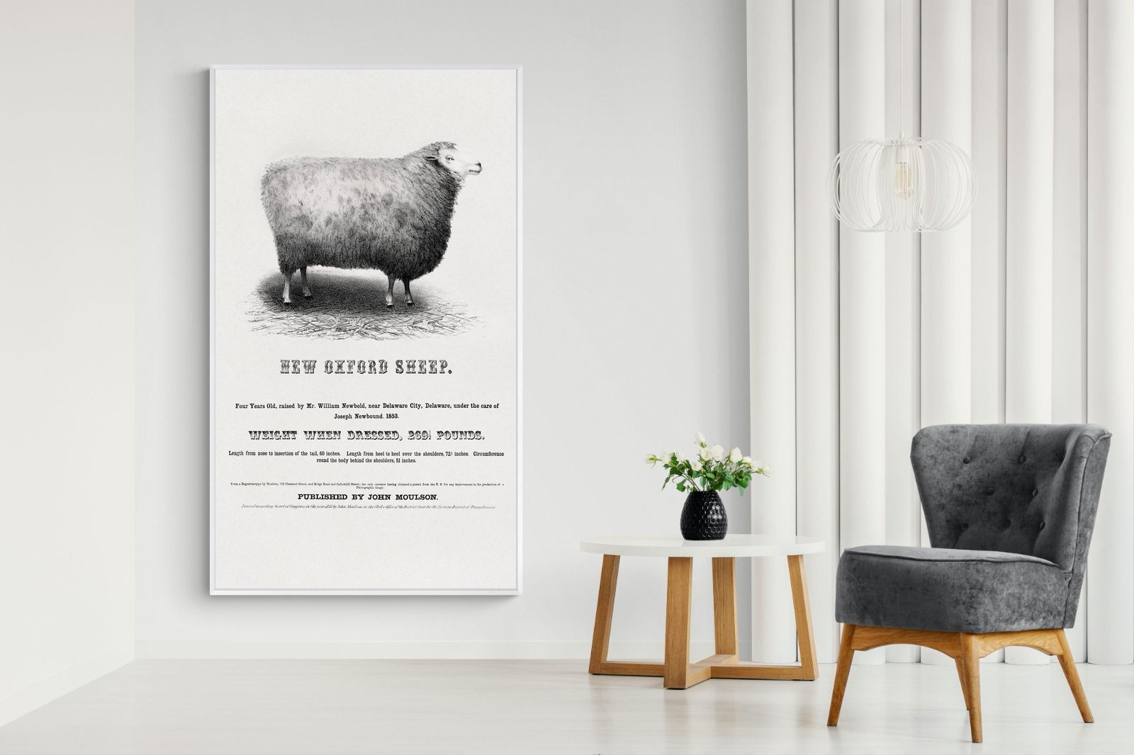 Pixalot New Oxford Sheep