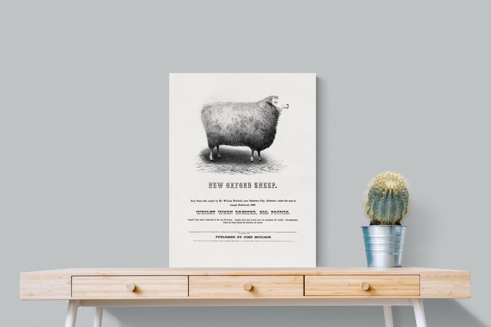 Pixalot New Oxford Sheep