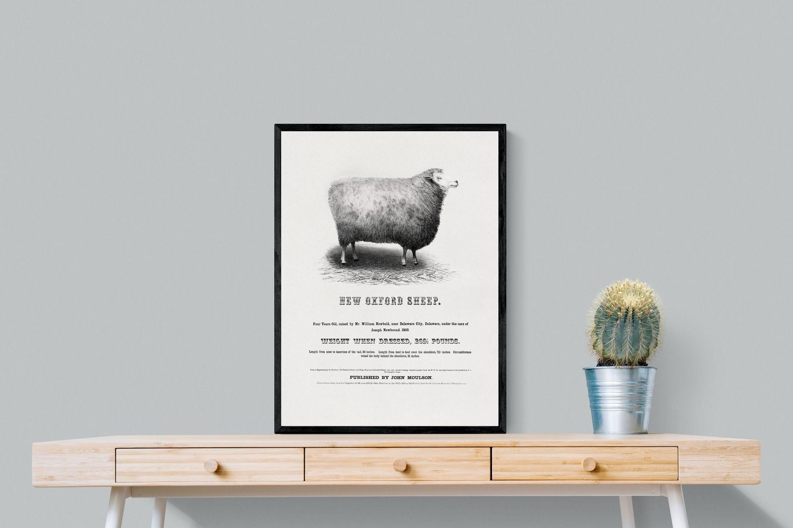 Pixalot New Oxford Sheep