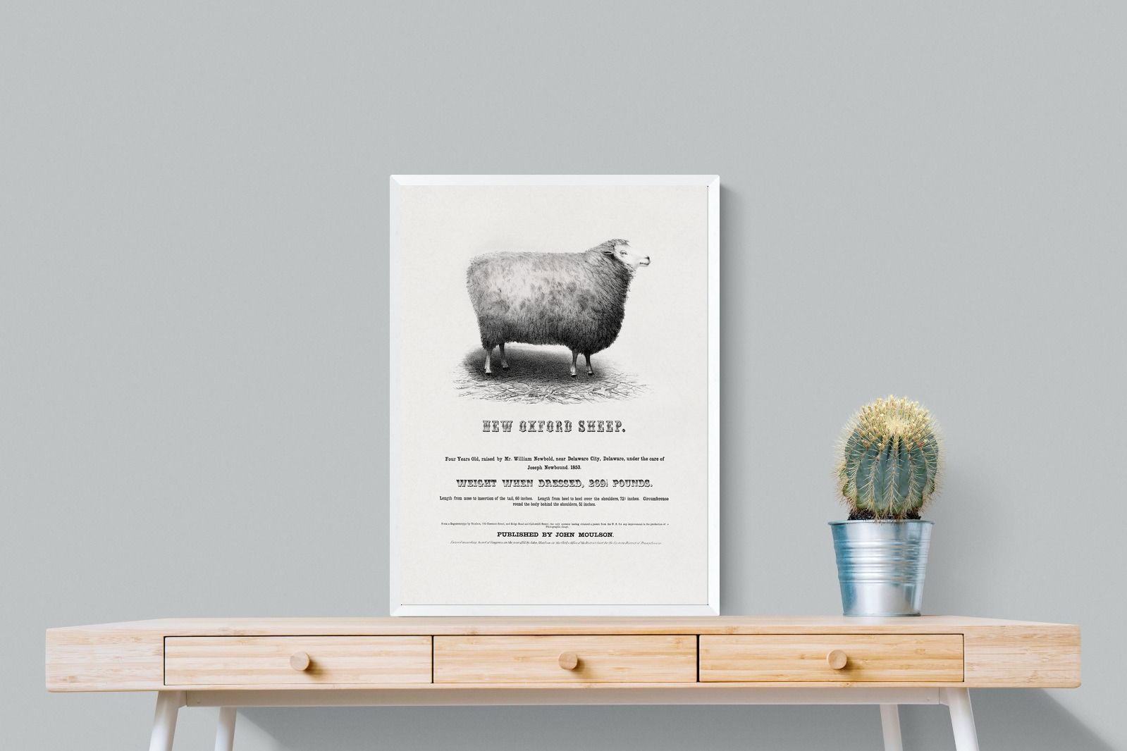 Pixalot New Oxford Sheep