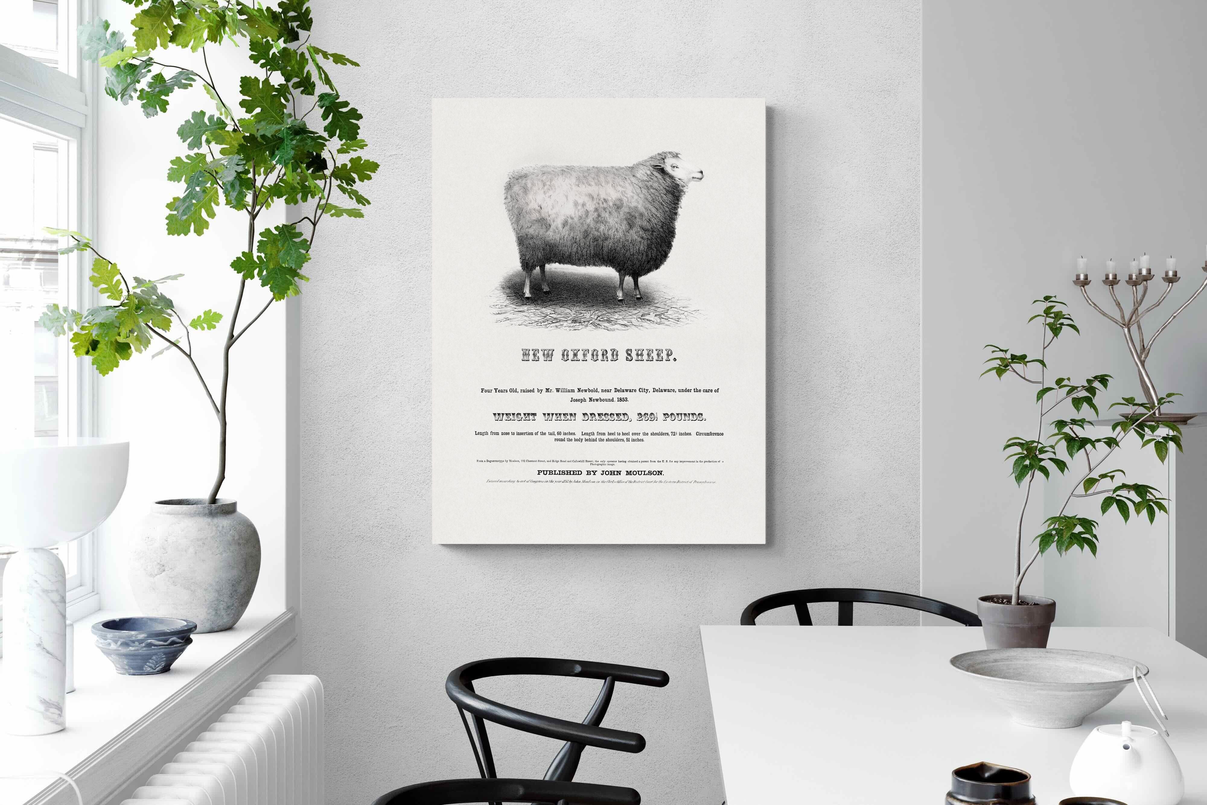 Pixalot New Oxford Sheep