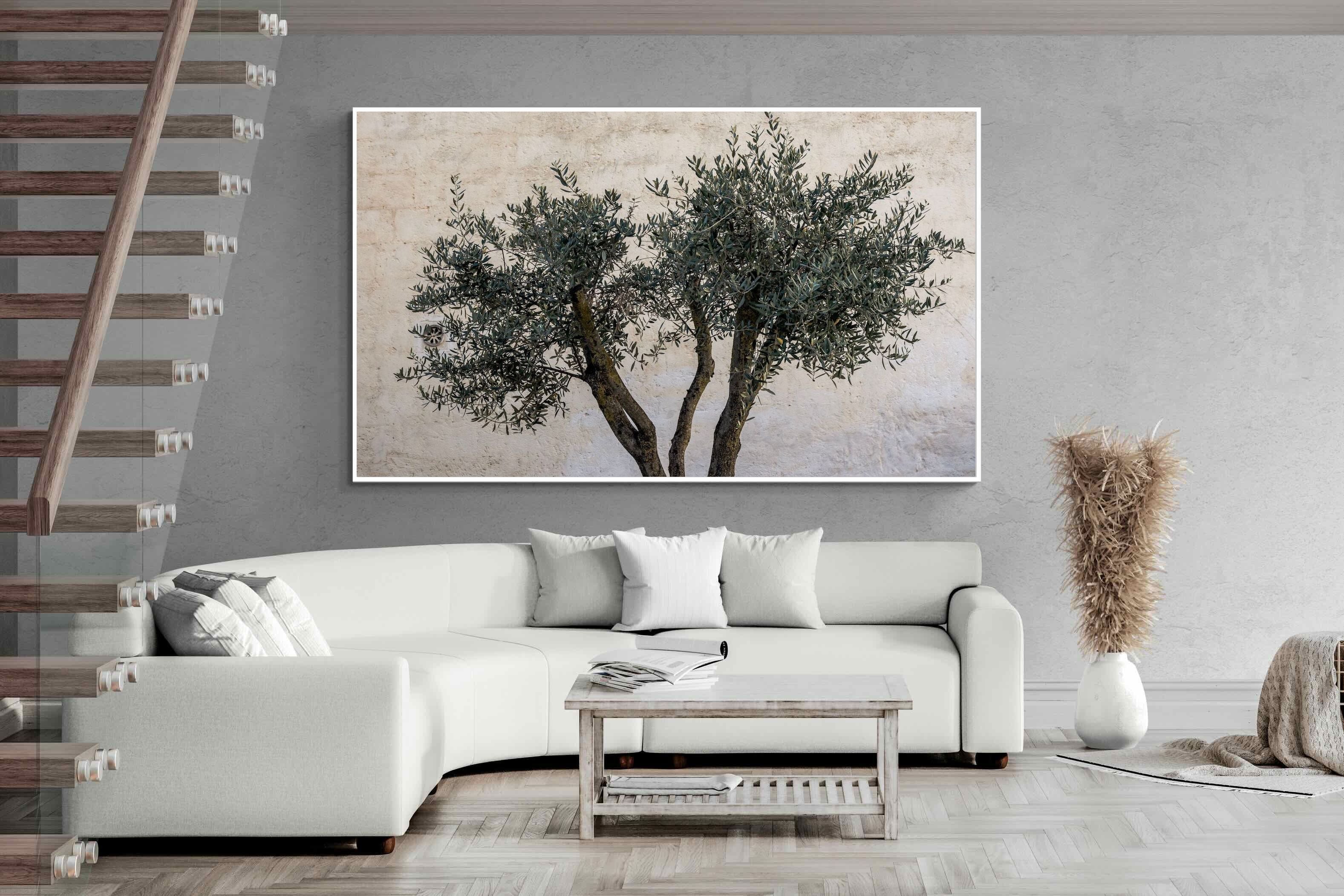 Pixalot Olive Trees Pair