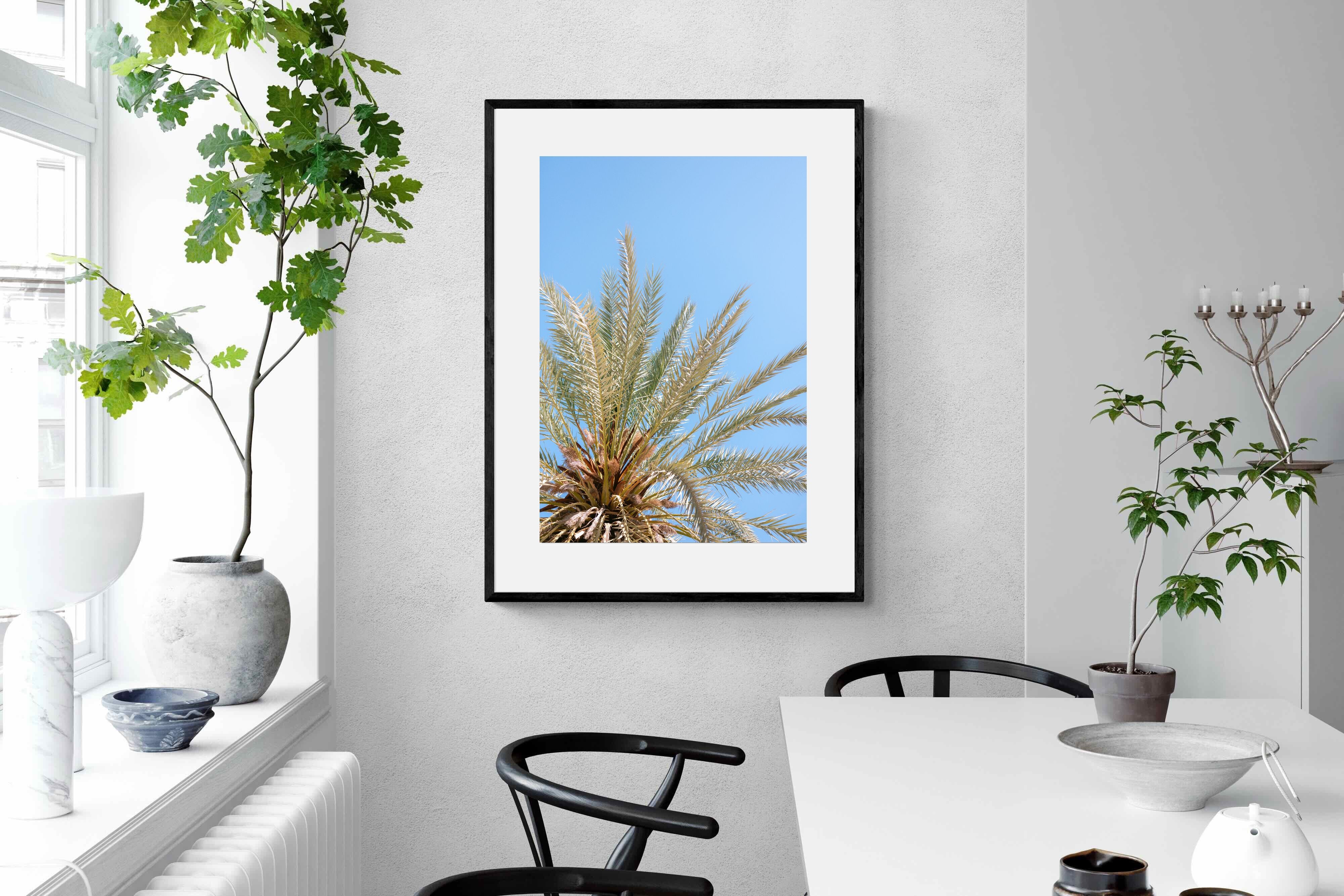 Pixalot Palm Radiance