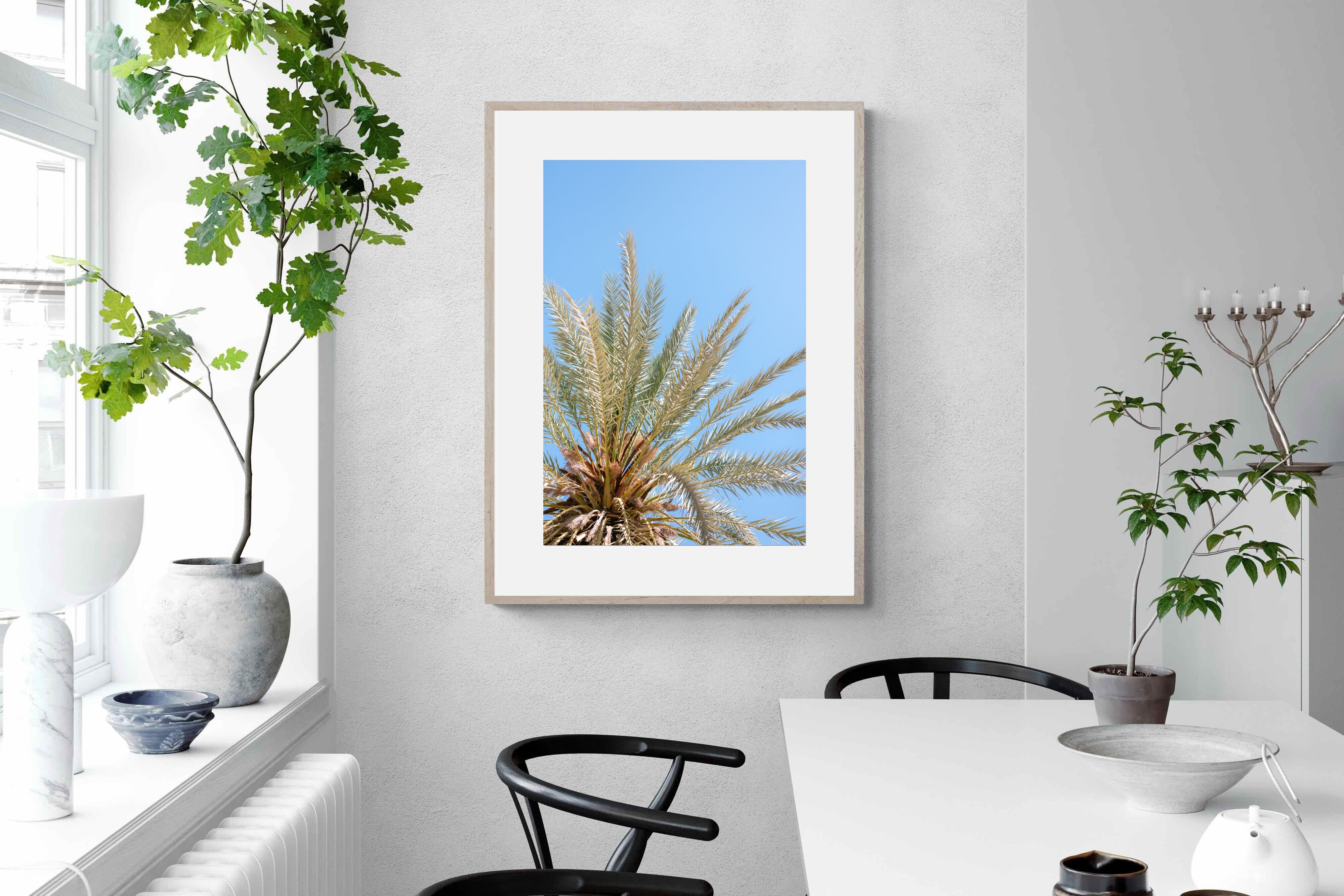 Pixalot Palm Radiance