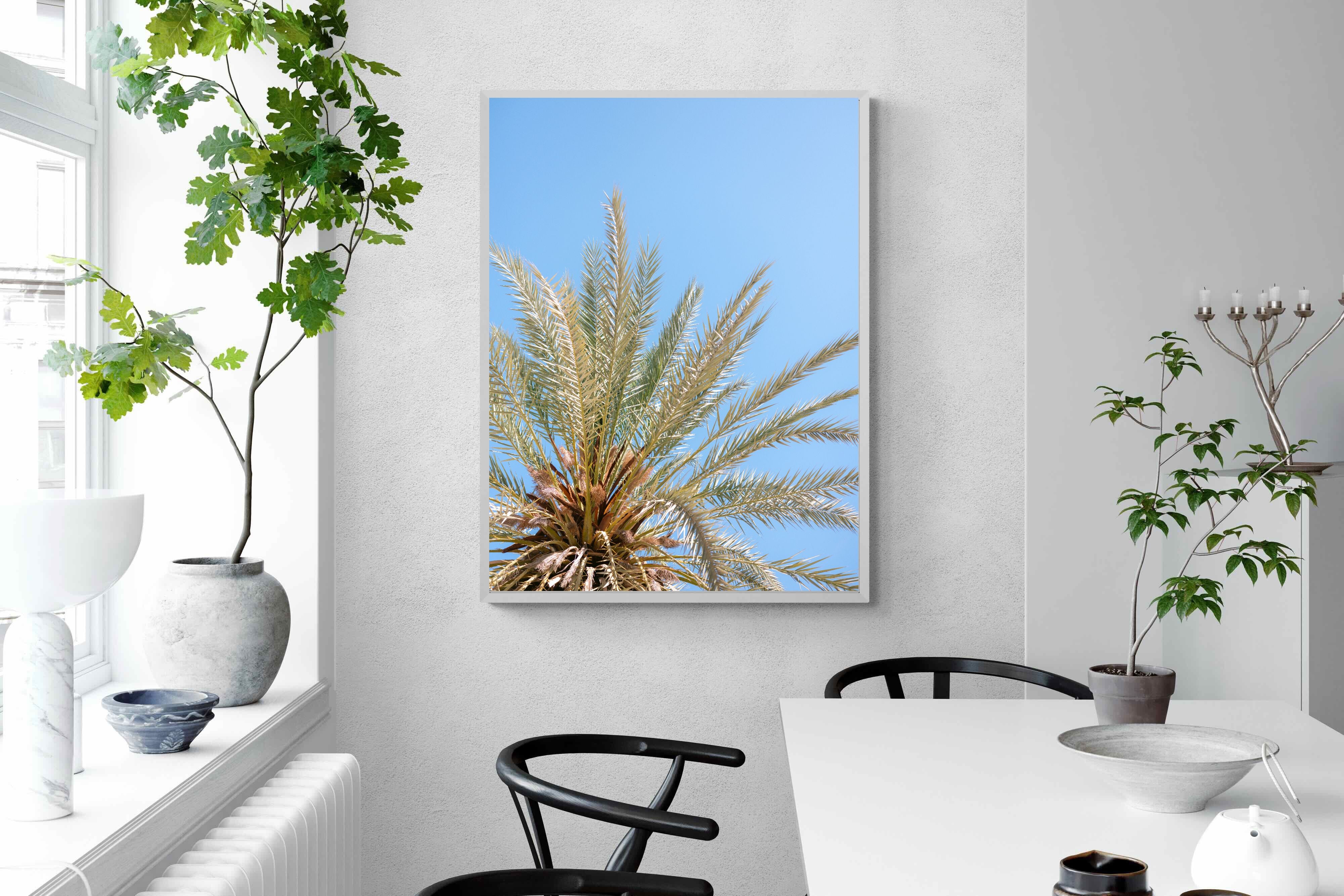 Pixalot Palm Radiance