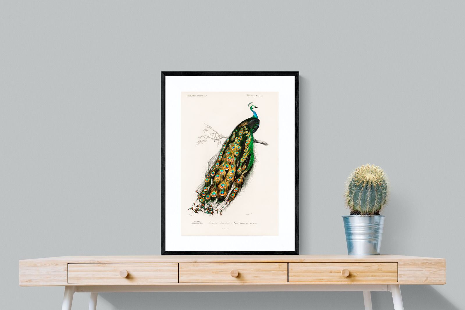 Pixalot Peafowl