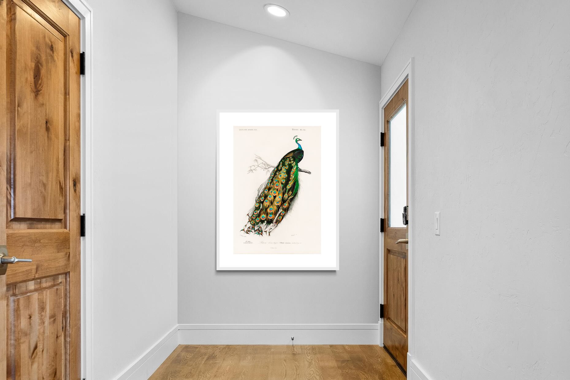 Pixalot Peafowl