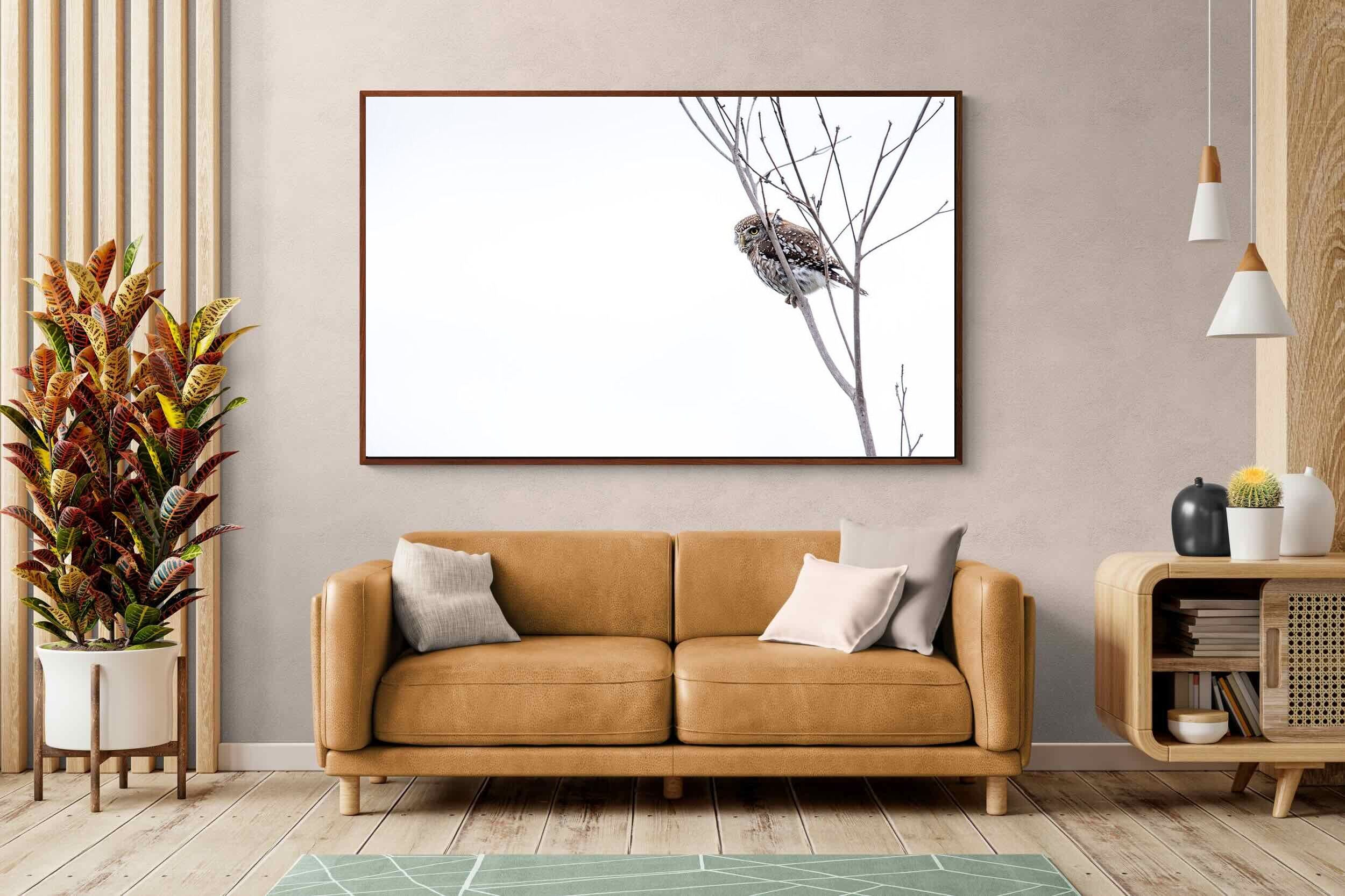 Pixalot Pearl-Spotted Owlet