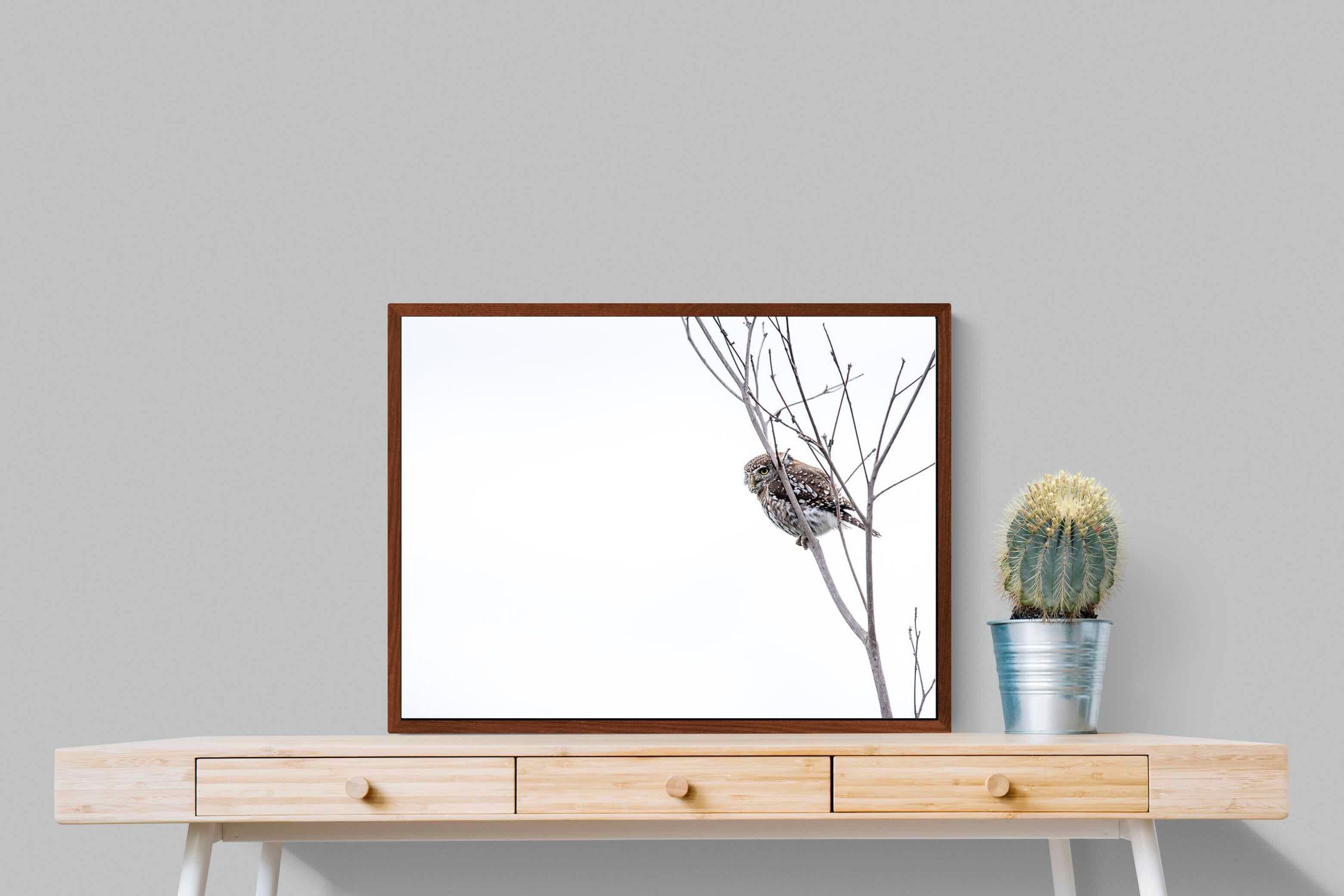 Pixalot Pearl-Spotted Owlet