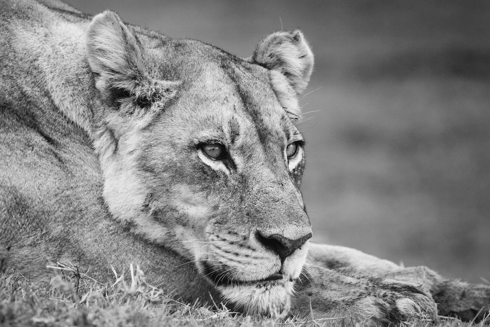 Pensive Lioness