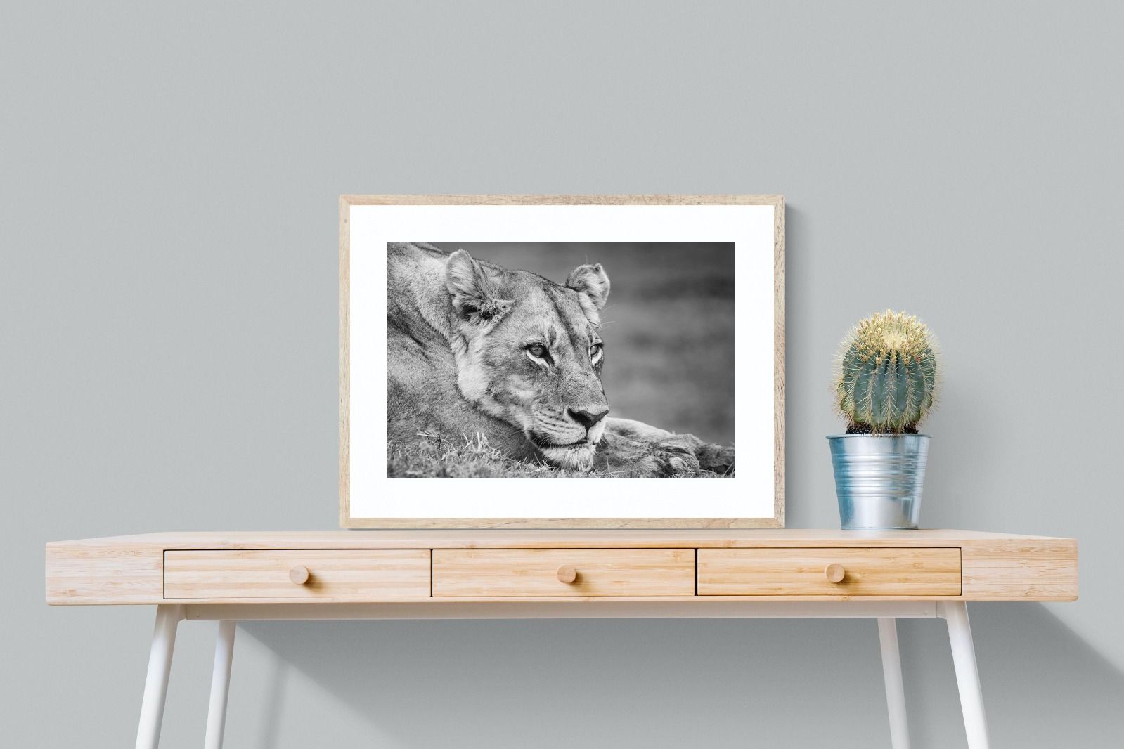 Pixalot Pensive Lioness