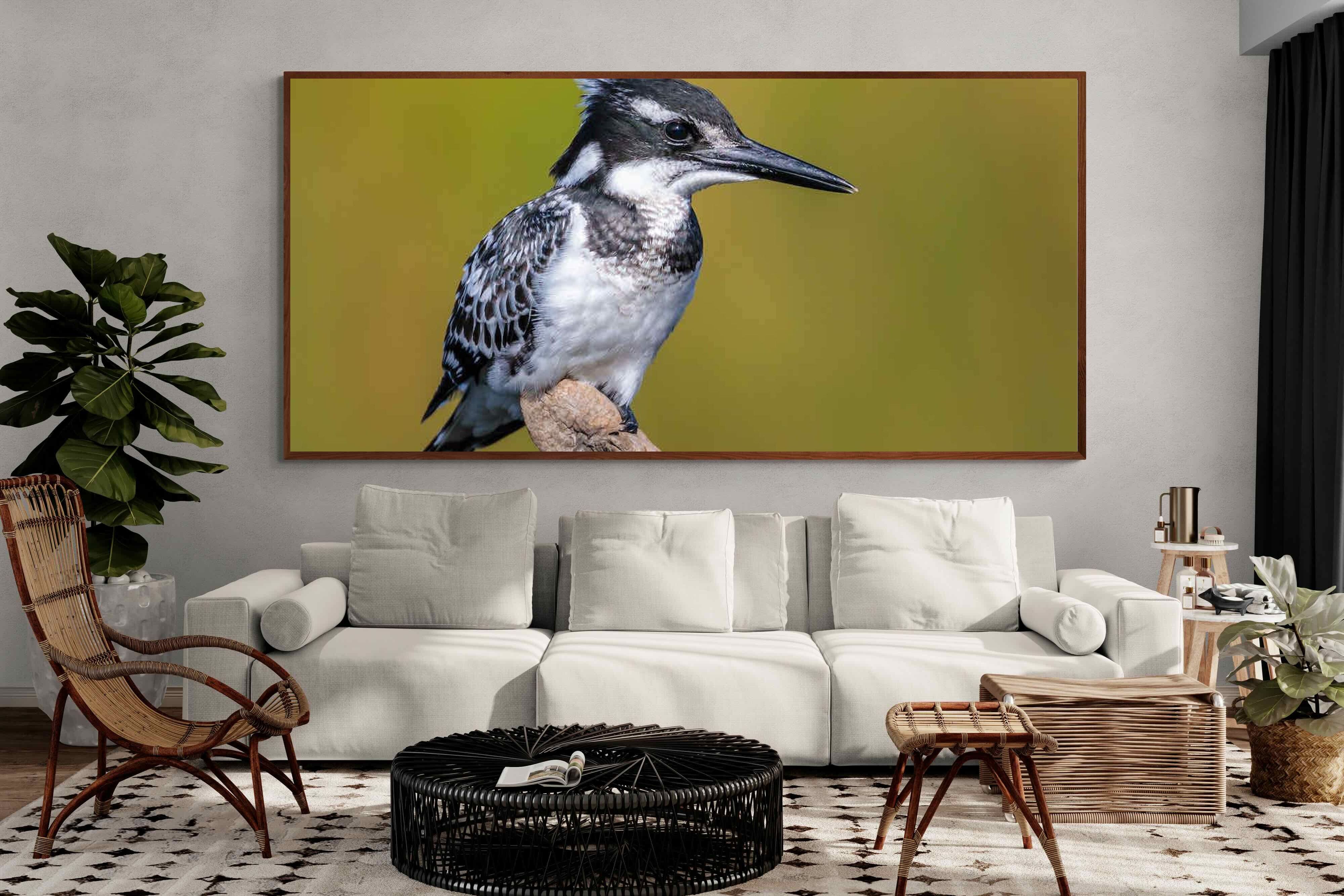 Pixalot ® Pied Kingfisher