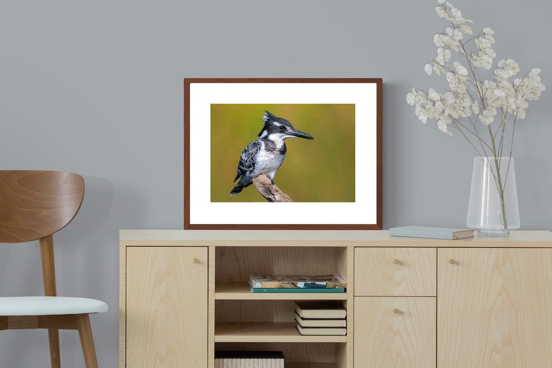 Pixalot ® Pied Kingfisher