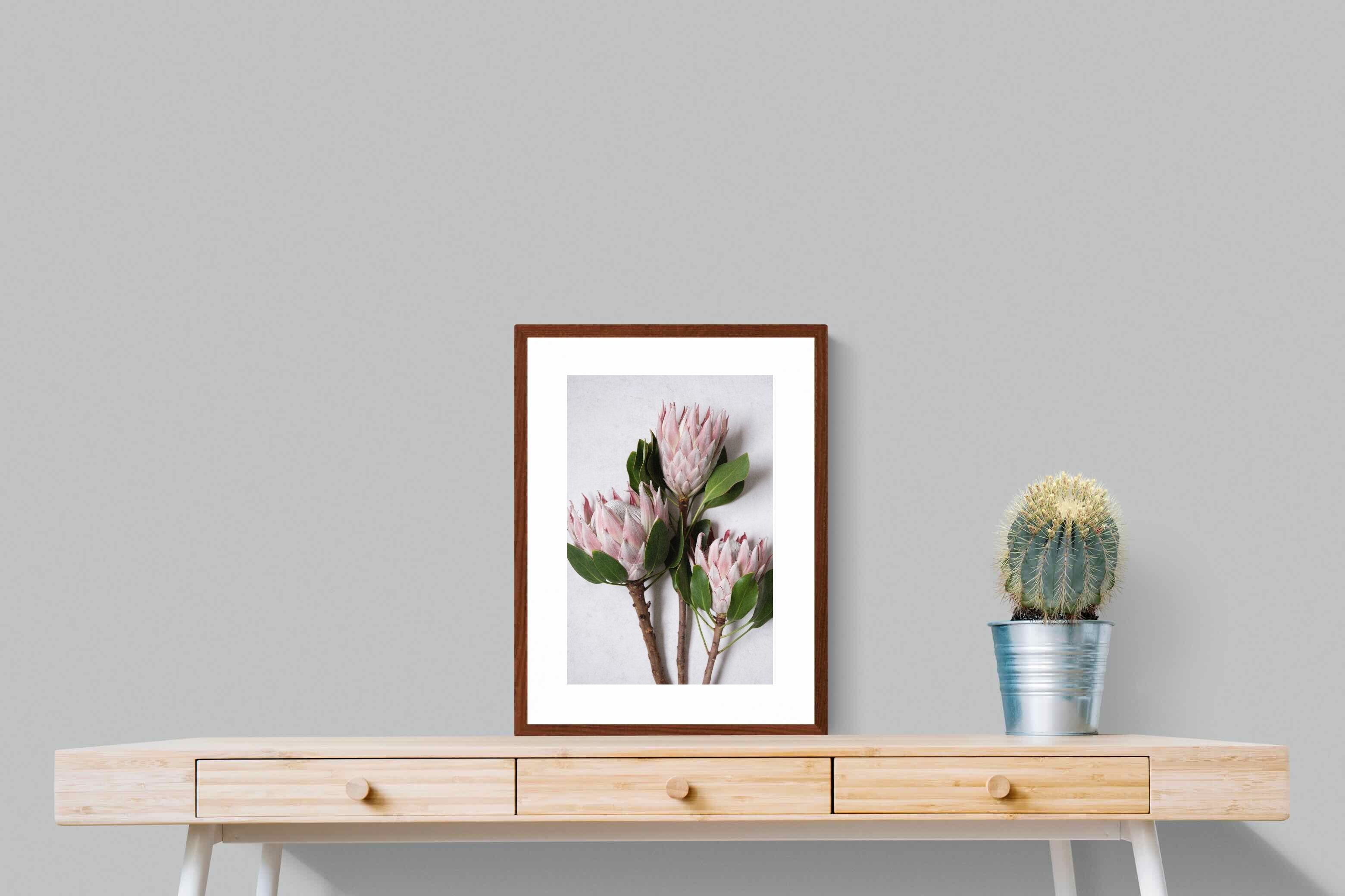 Pixalot Pink King Protea Trio