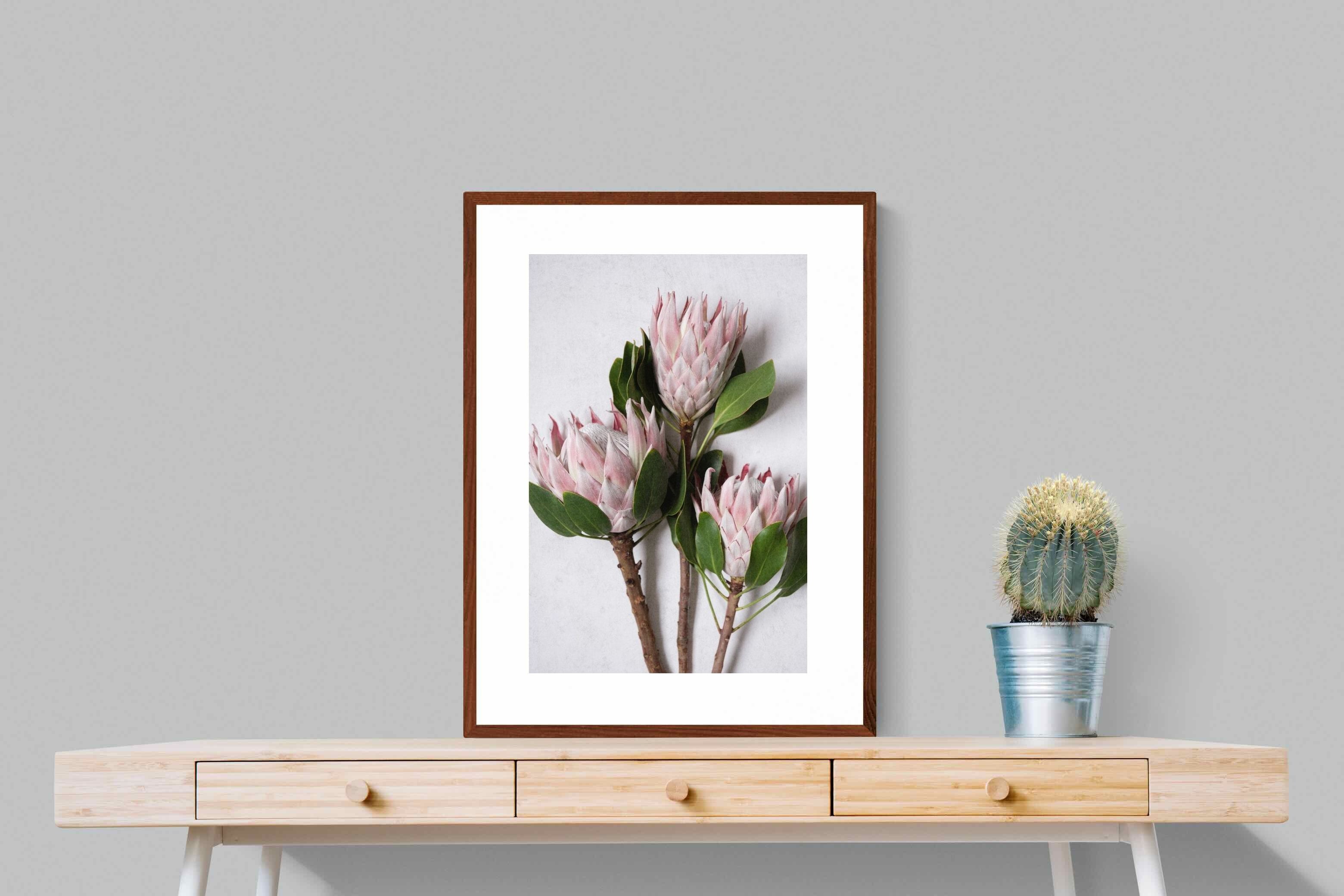 Pixalot Pink King Protea Trio