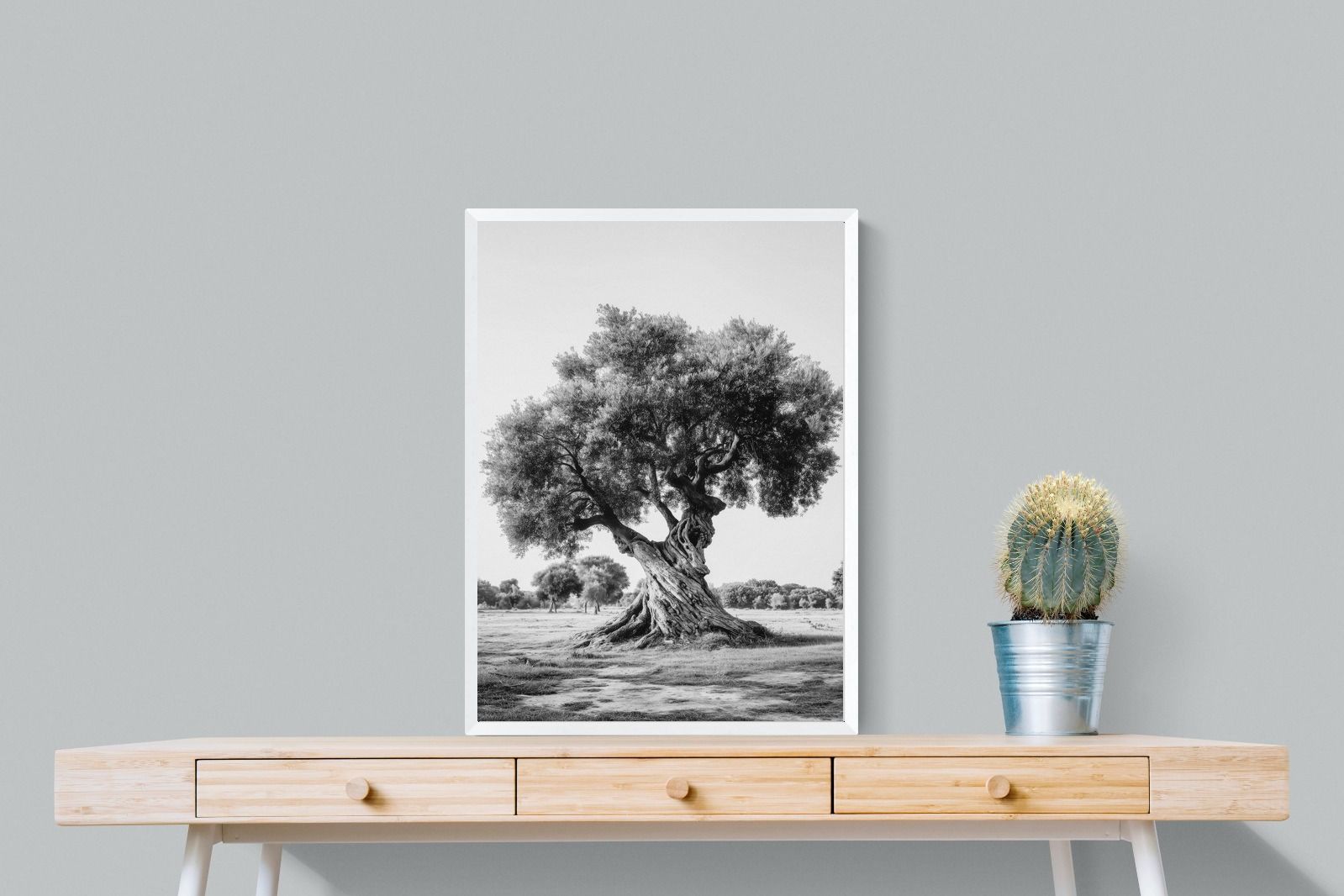 Pixalot Ancient Olive Tree