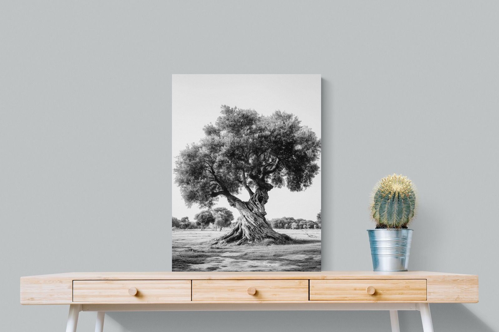 Pixalot Ancient Olive Tree