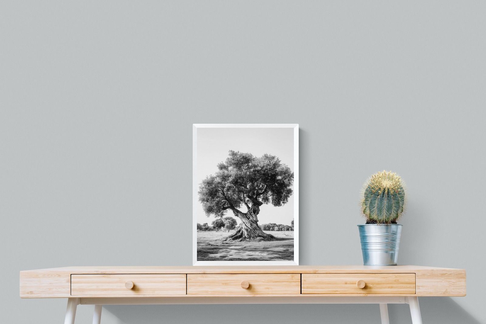 Pixalot Ancient Olive Tree