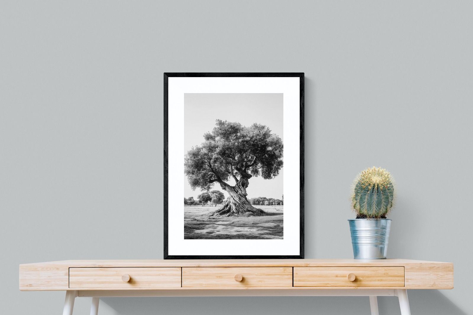 Pixalot Ancient Olive Tree