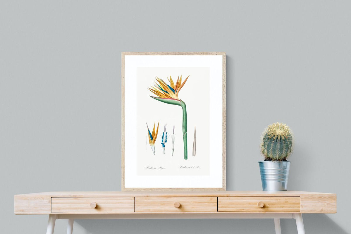 Pixalot ® Bird of Paradise Vintage Illustration