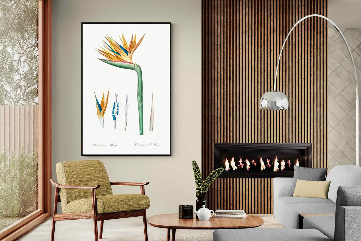 Pixalot ® Bird of Paradise Vintage Illustration