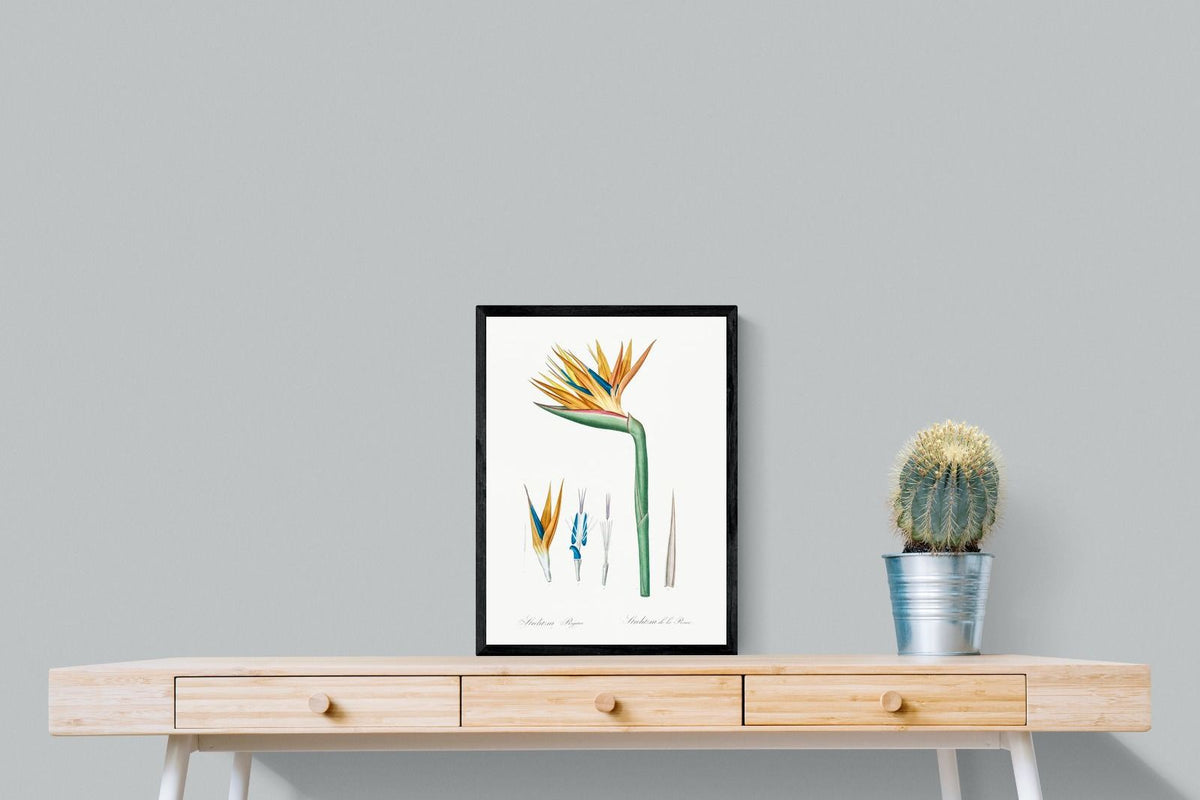 Pixalot ® Bird of Paradise Vintage Illustration