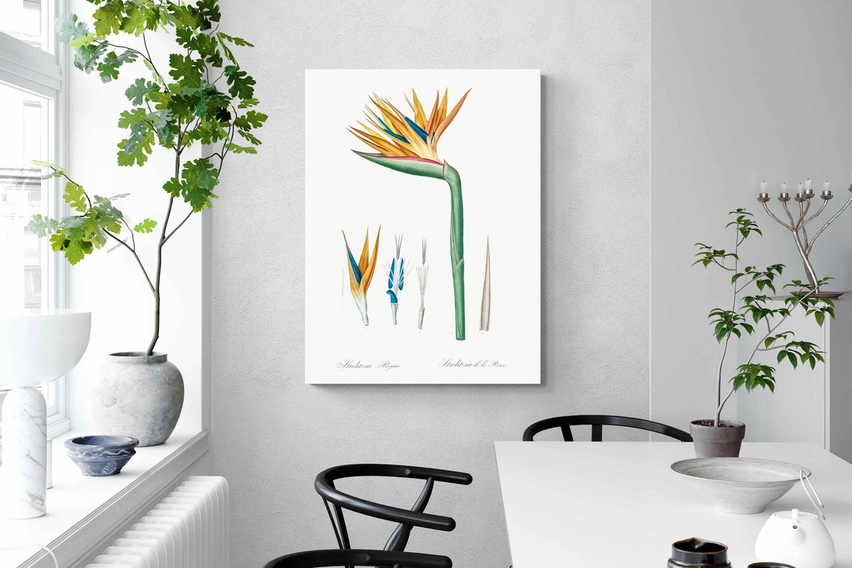 Pixalot ® Bird of Paradise Vintage Illustration