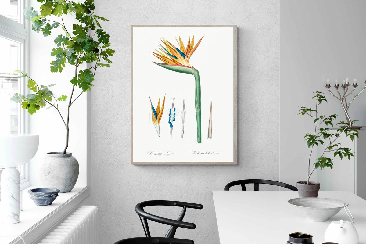 Pixalot ® Bird of Paradise Vintage Illustration