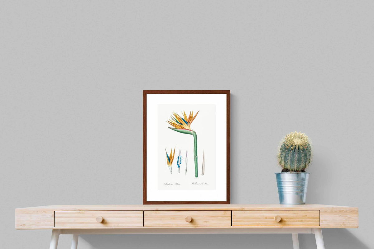 Pixalot ® Bird of Paradise Vintage Illustration