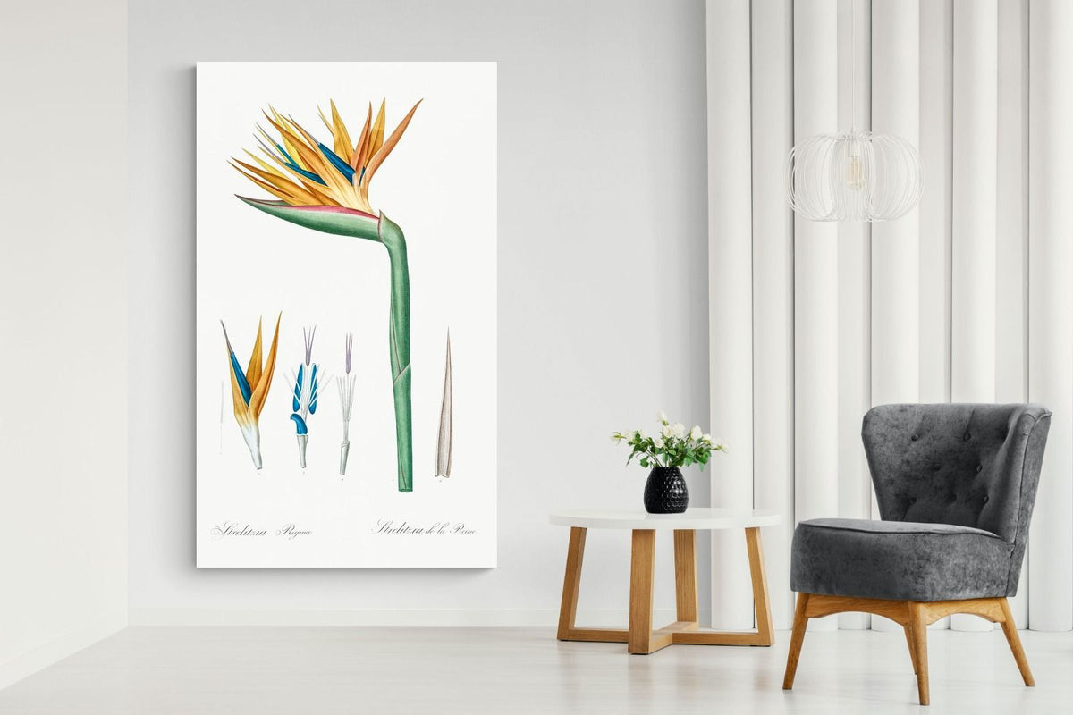 Pixalot ® Bird of Paradise Vintage Illustration