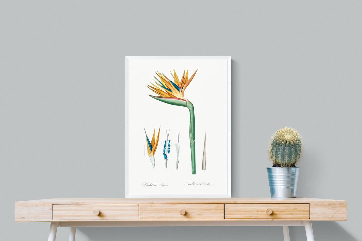 Pixalot ® Bird of Paradise Vintage Illustration