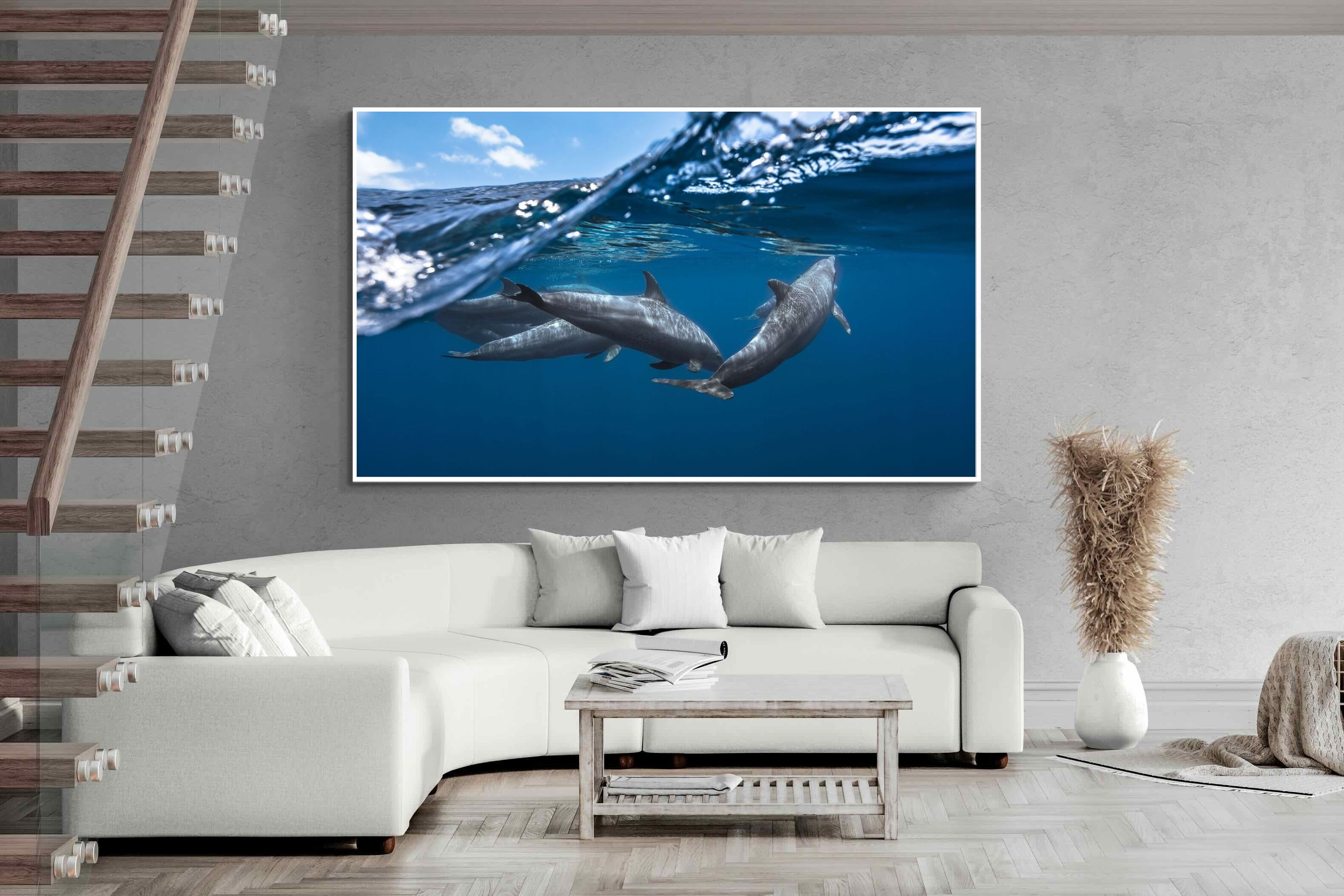 Pixalot Dolphin Trio