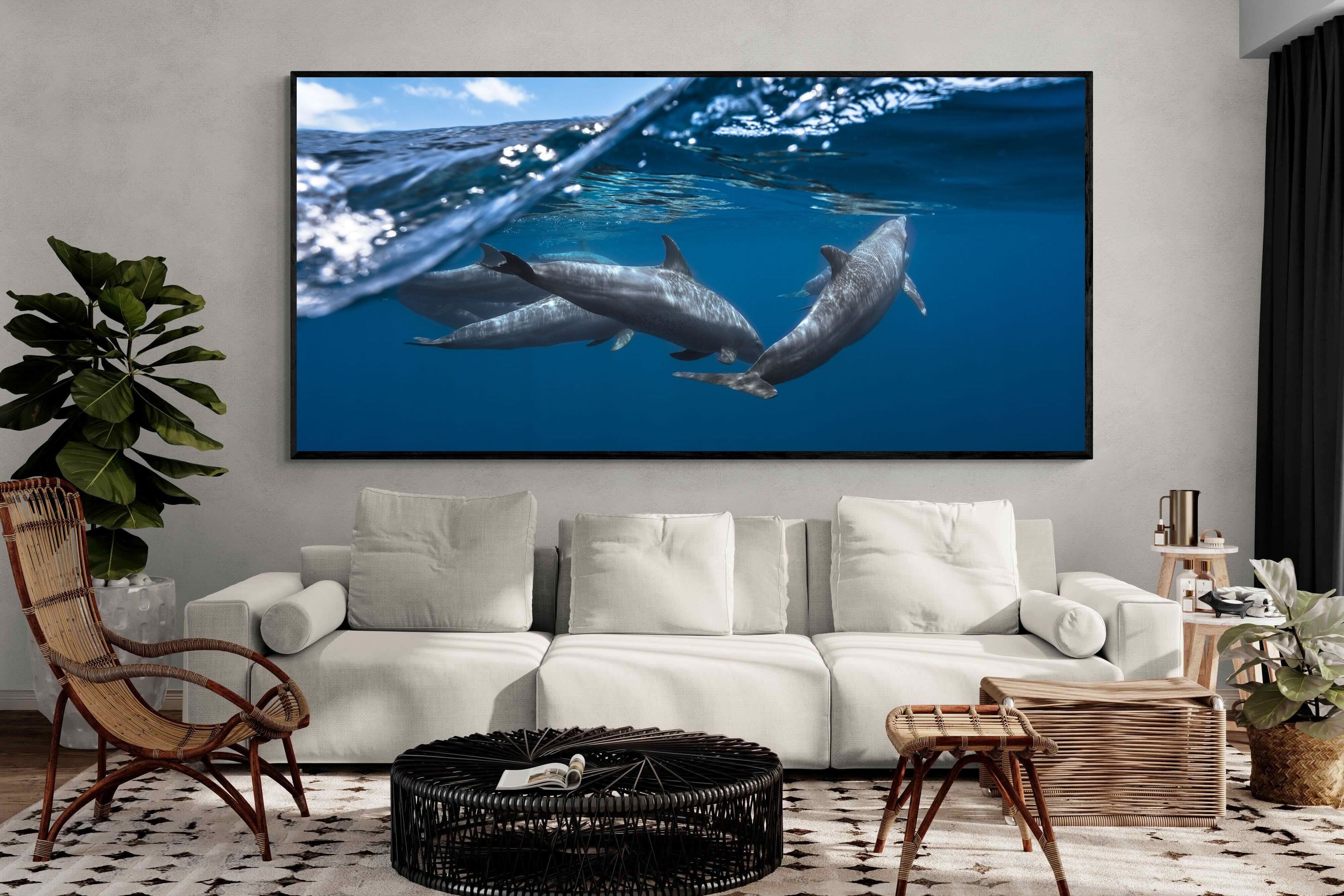 Pixalot Dolphin Trio