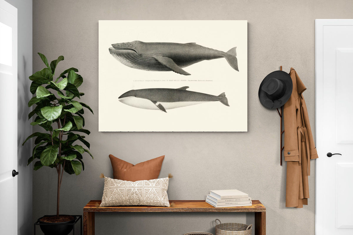 Pixalot ® Humpback & Minke Whales