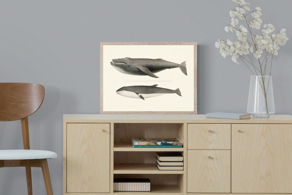 Pixalot ® Humpback & Minke Whales