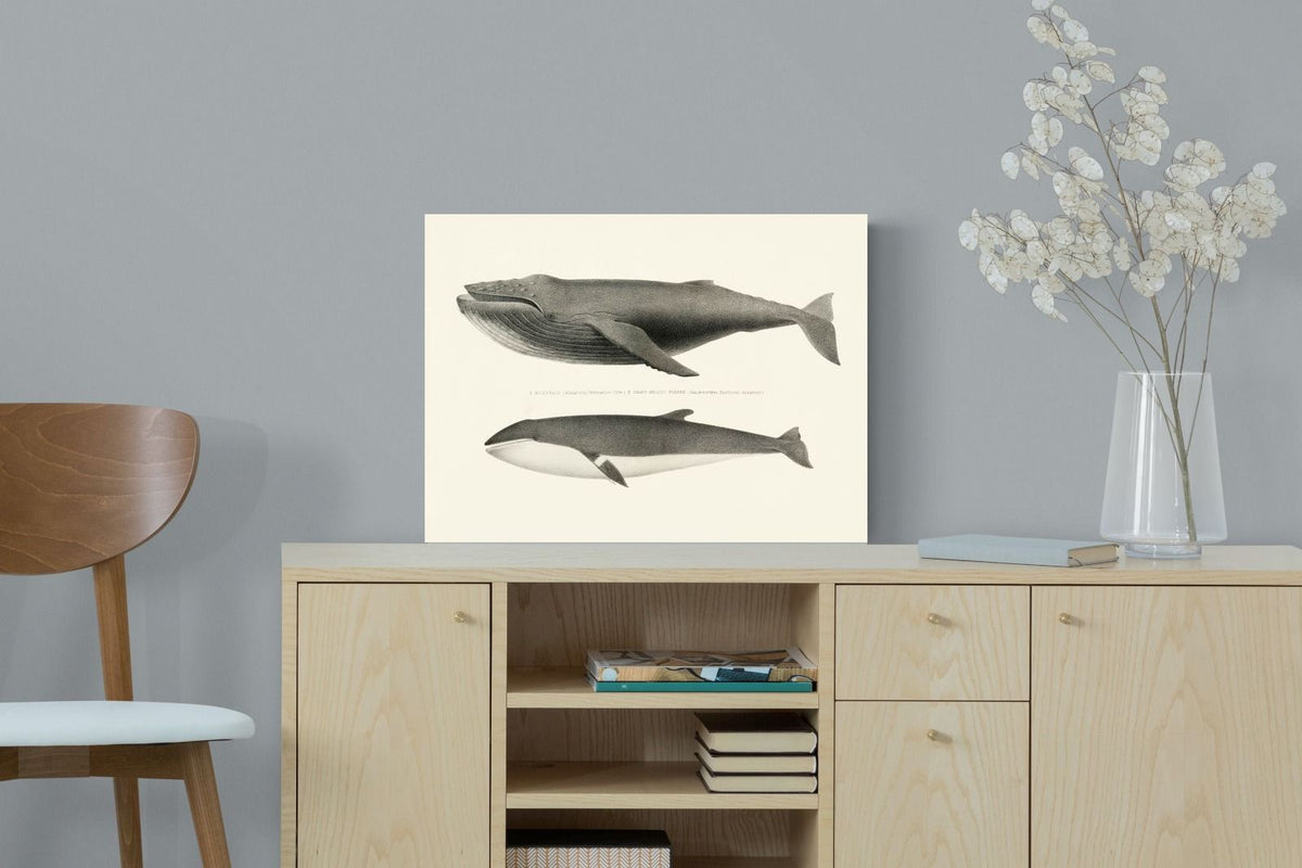 Pixalot ® Humpback & Minke Whales